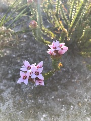 Sonderothamnus speciosus