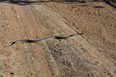 Aspidites melanocephalus