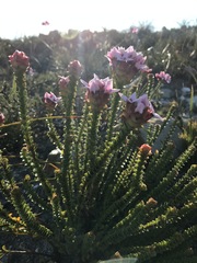 Sonderothamnus speciosus