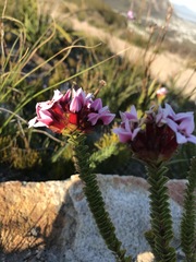 Sonderothamnus speciosus