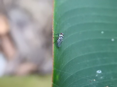 Anthomyia illocata