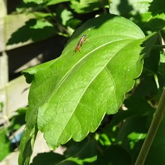 Mesostenus thoracicus