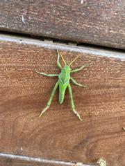 Acanthacris ruficornis