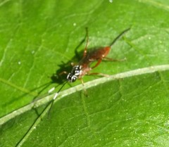 Mesostenus thoracicus