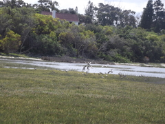 Numenius phaeopus phaeopus