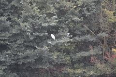 Egretta garzetta