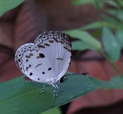 Neopithecops zalmora dharma