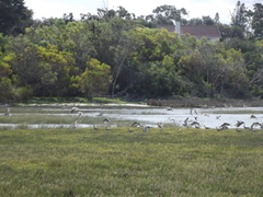 Numenius phaeopus phaeopus