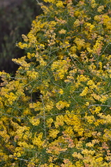 Dillwynia juniperina