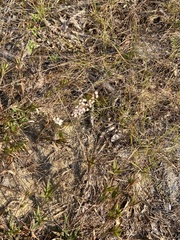 Polygonella articulata