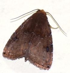 Rivula inconspicua