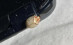 Paropsisterna minerva