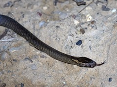Cacophis squamulosus