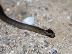 Cacophis squamulosus