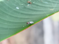 Anthomyia illocata