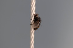 Entomophthora muscae