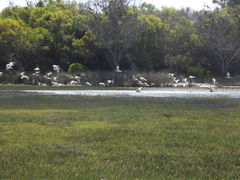 Numenius phaeopus phaeopus
