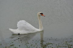 Cygnus olor