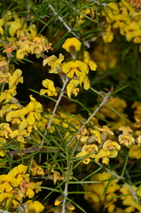 Dillwynia juniperina