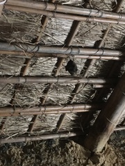 Rhinolophus formosae