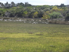 Numenius phaeopus phaeopus