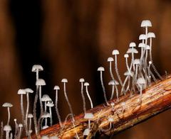 Mycena albidocapillaris