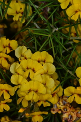 Dillwynia juniperina