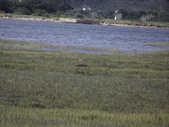 Numenius phaeopus phaeopus