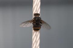 Entomophthora muscae