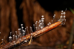 Mycena albidocapillaris