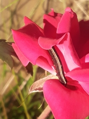 Spodoptera ornithogalli