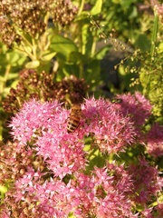 Apis mellifera