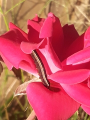 Spodoptera ornithogalli