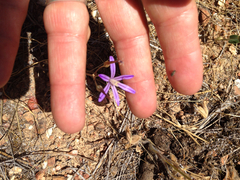 Brodiaea minor