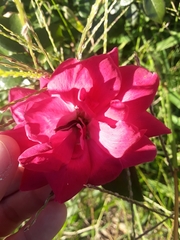 Spodoptera ornithogalli