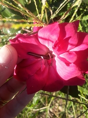 Spodoptera ornithogalli