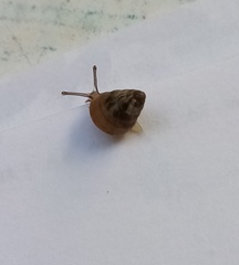 Cochlicella