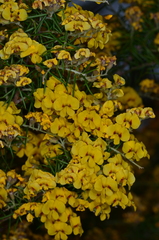 Dillwynia juniperina