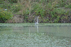 Ardea cinerea
