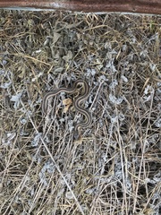 Thamnophis sirtalis