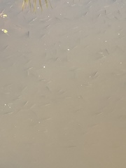 Scardinius erythrophthalmus