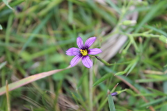 Sisyrinchium scabrum