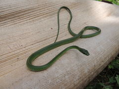 Leptophis ahaetulla