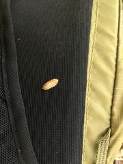 Epistrophella emarginata