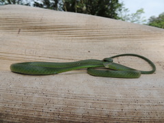 Leptophis ahaetulla