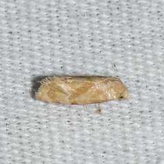 Platphalonidia magdalenae