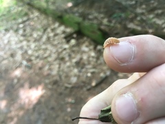 Epistrophella emarginata