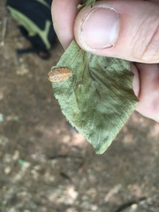 Epistrophella emarginata