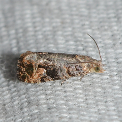 Paralobesia vernoniana