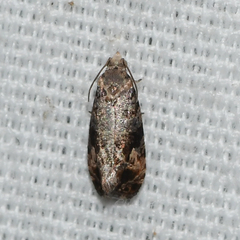 Paralobesia vernoniana